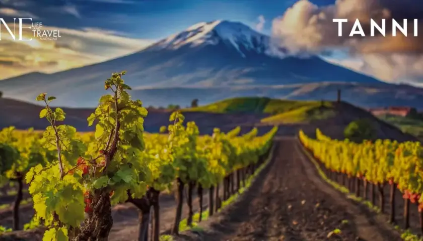 Vigneti rigogliosi ai piedi dell'Etna, un paesaggio iconico per i vini Sicilia. Tannico.