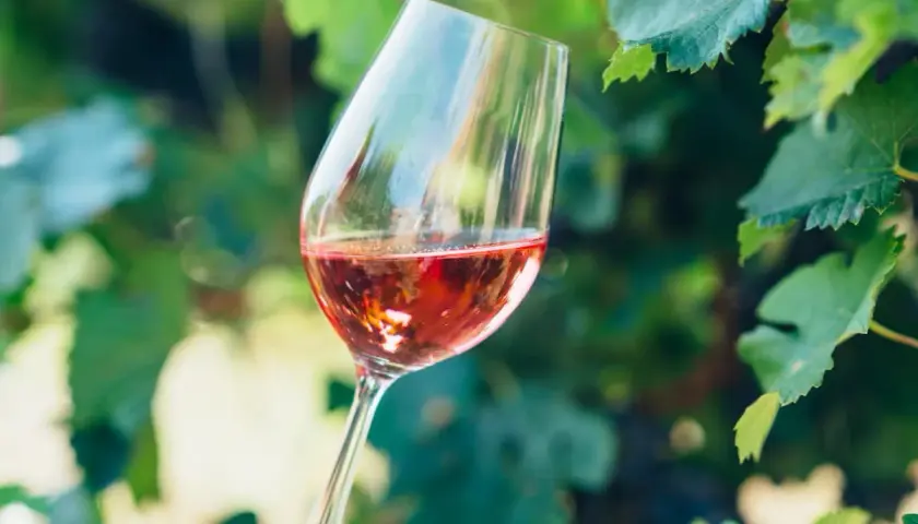 Calice di vino rosato tra le foglie di vite, un assaggio del processo di wine making.