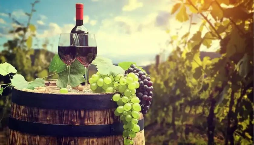 Botti di legno, bicchieri di vino rosso e grappoli di uva rara, bianca e nera, in un vigneto al tramonto.