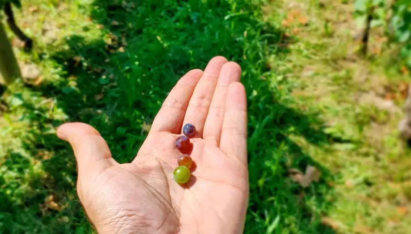 Hand holding four small grapes of different colors against a blurred green background.
