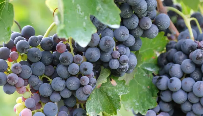 Grappoli d'uva scura, con sfumature violacee e rosate, mostrano la piena maturazione fenolica. Le bacche sono ricoperte da una leggera pruina, segno di freschezza.