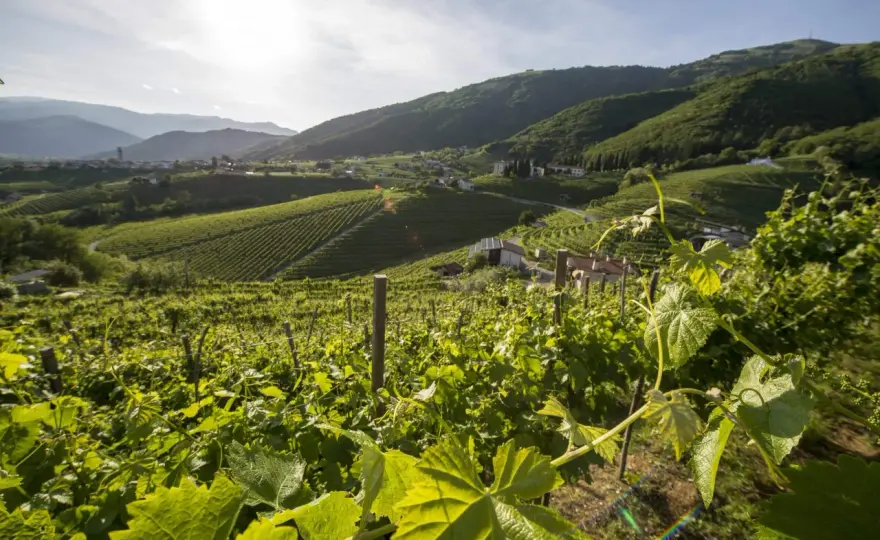 Vino sostenibile - La verità tra vigna, cantina e calice
