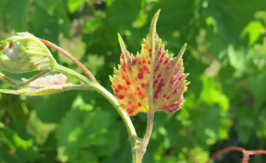 Fillossera della vite - Cosa cambia nel vino e come gestirla