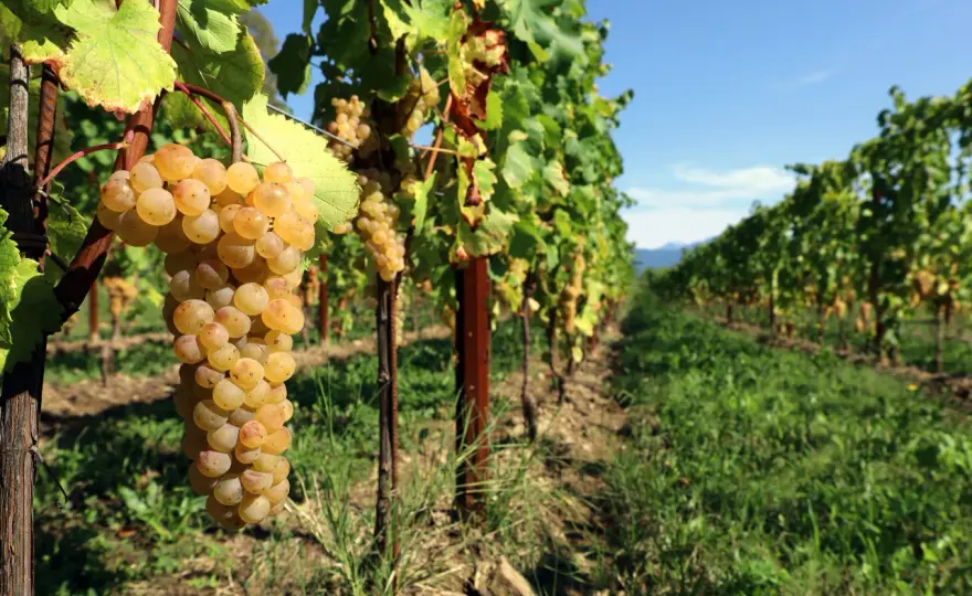 Ribolla Gialla - Origine, storia e terroir di un vino unico