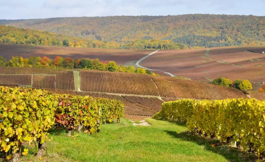 Champagne - Guida completa: sottozone, cantine, itinerari