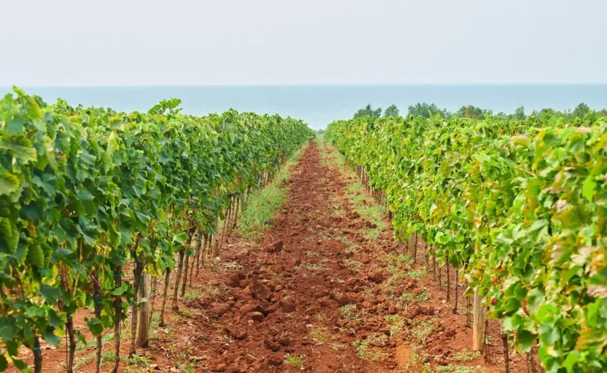 Malvasia istriana - Guida completa al bianco adriatico