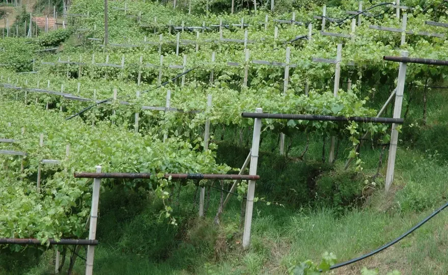Pergola Semplice - Quando conviene in vigneto e nel bicchiere