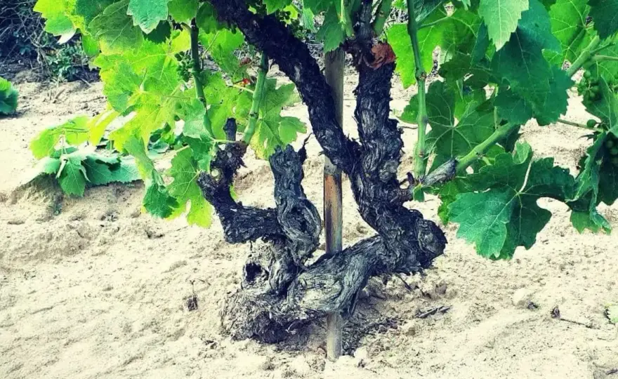 Piede franco - Verità e miti sul vino non innestato
