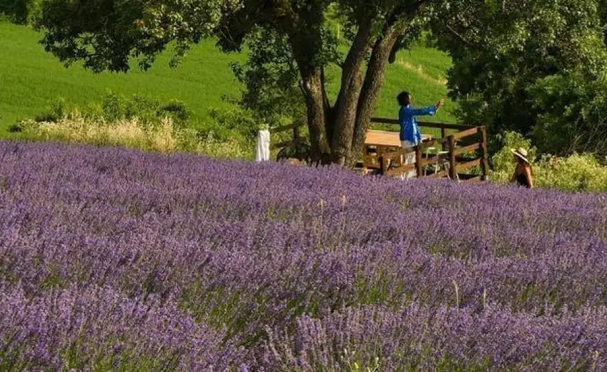 Lavanda a Fortunago - Guida completa per una visita perfetta