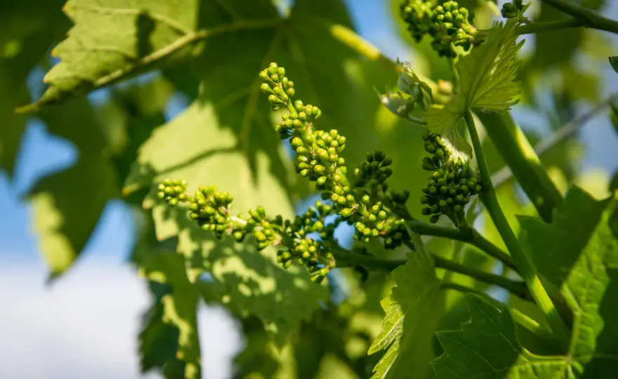 Fasi Fenologiche della Vite - Leggi il vigneto, capisci il vino