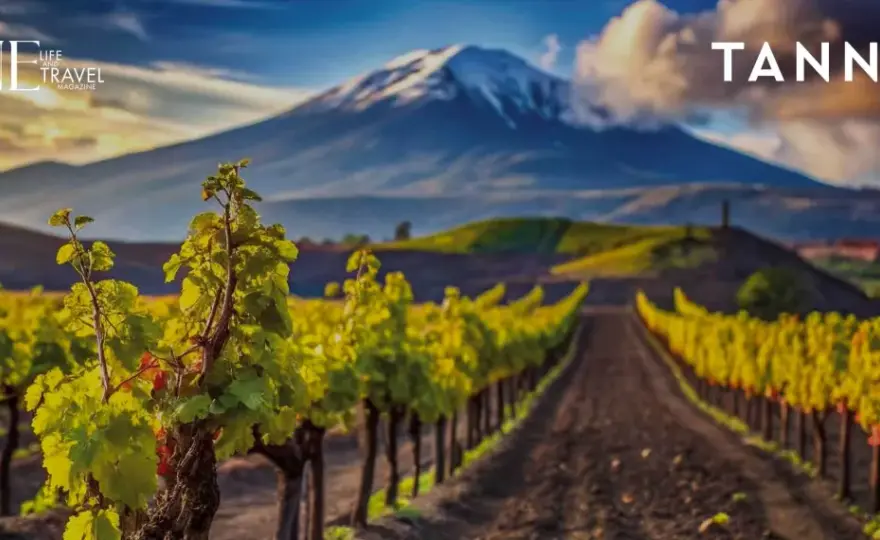 Vini di Sicilia - Guida completa: scegli il meglio con criterio