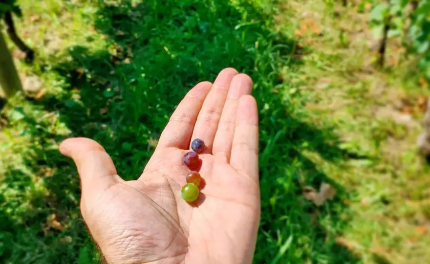Acino d'uva: anatomia e segreti per un vino perfetto
