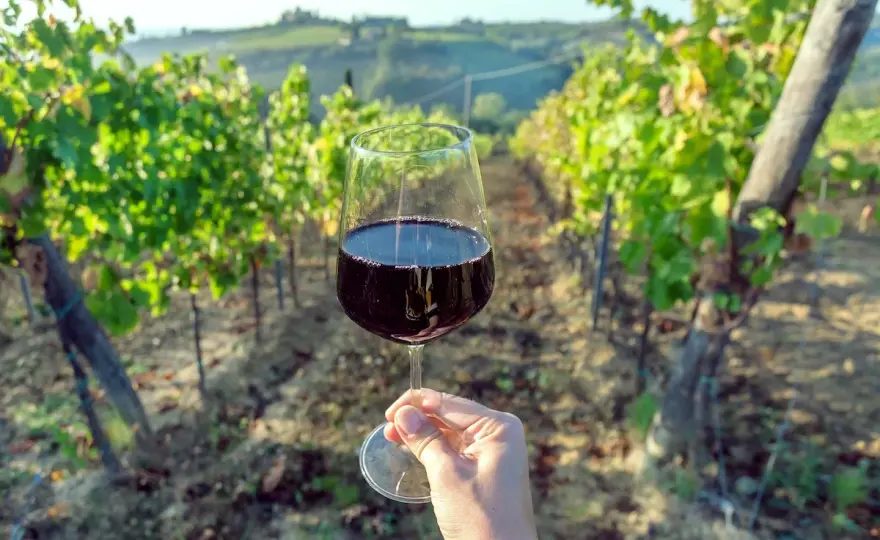 La vite - dal vigneto al calice, guida completa