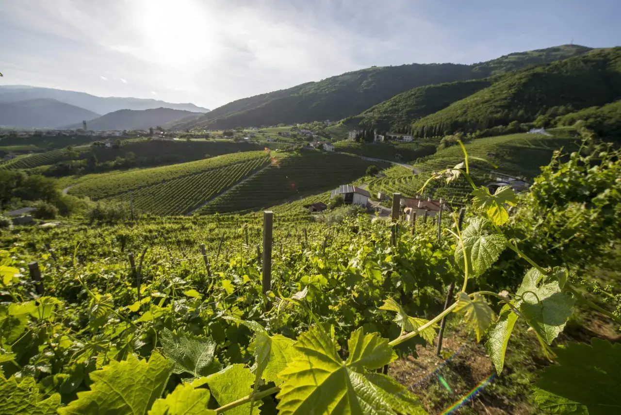 Colline verdi con vigneti terrazzati, case sparse e montagne sullo sfondo. Un paesaggio che evoca la cura e il rispetto per la terra, ideale per un vino sostenibile.