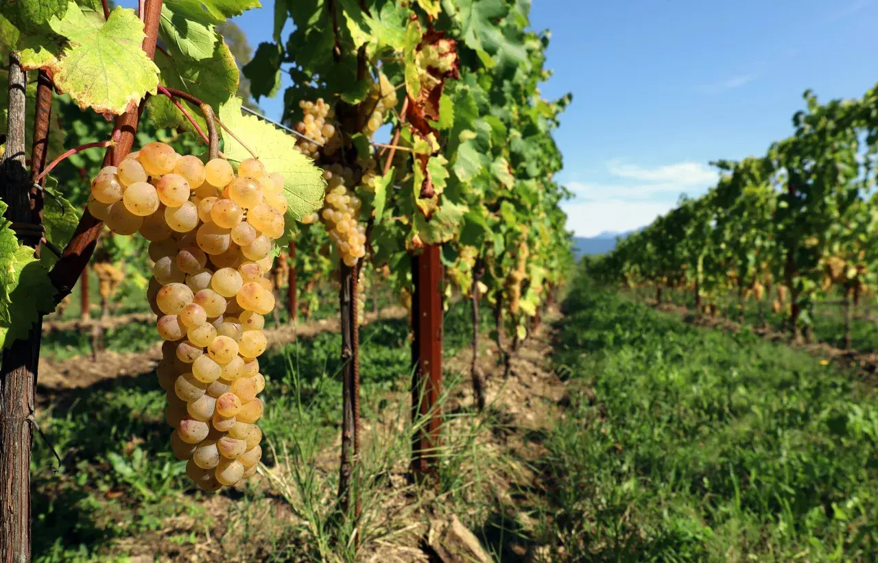 Grappolo di Ribolla Gialla matura, simbolo dell'origine di un vino bianco friulano.