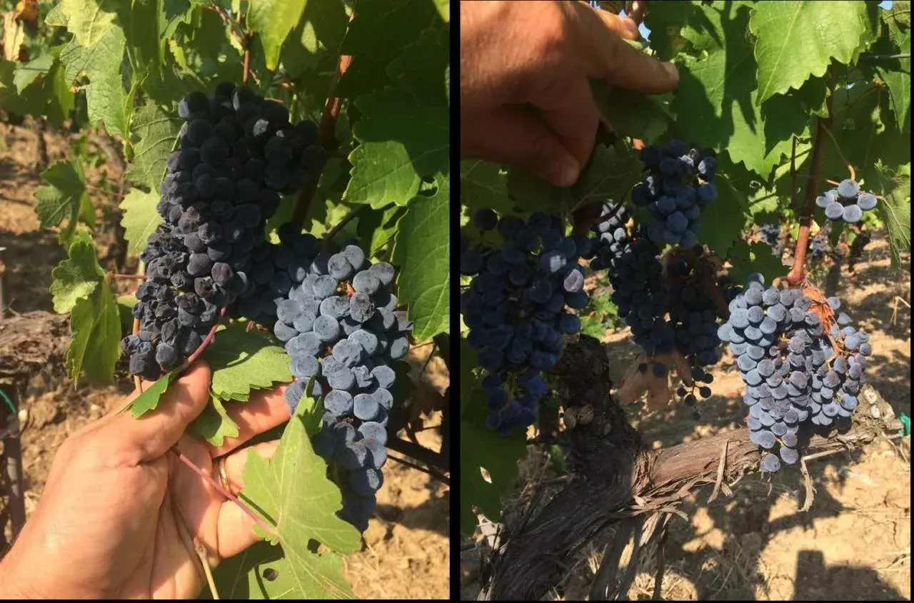 Un grappolo d'uva scuro, maturo e succoso, pronto per essere raccolto. Le bacche sono piene e invitanti, un vero tesoro della vigna.