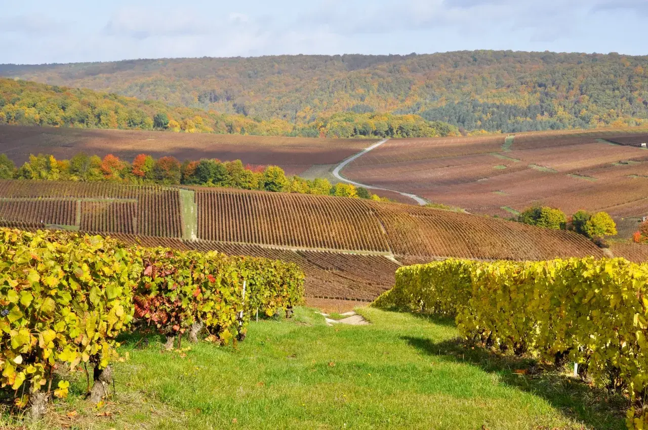 Vigneti dorati e rossi si estendono a perdita d'occhio, un paesaggio autunnale che evoca la magia della champagne regione.