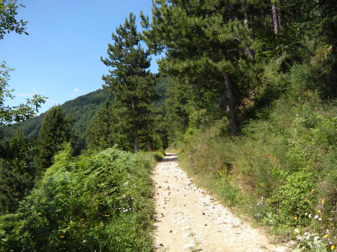 Sentiero sterrato sul monte Penice, tra pini e vegetazione rigogliosa, sotto un cielo azzurro.