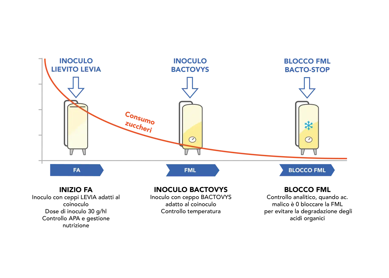 Diagramma che illustra le fasi di fermentazione malolattica: inoculo lievito, inoculo batteri e blocco FML.