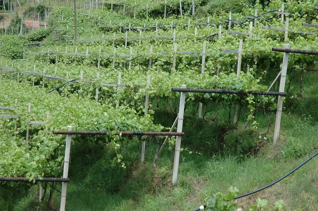 Vite a pergola semplice su un pendio verdeggiante, con filari ordinati e rigogliosi.