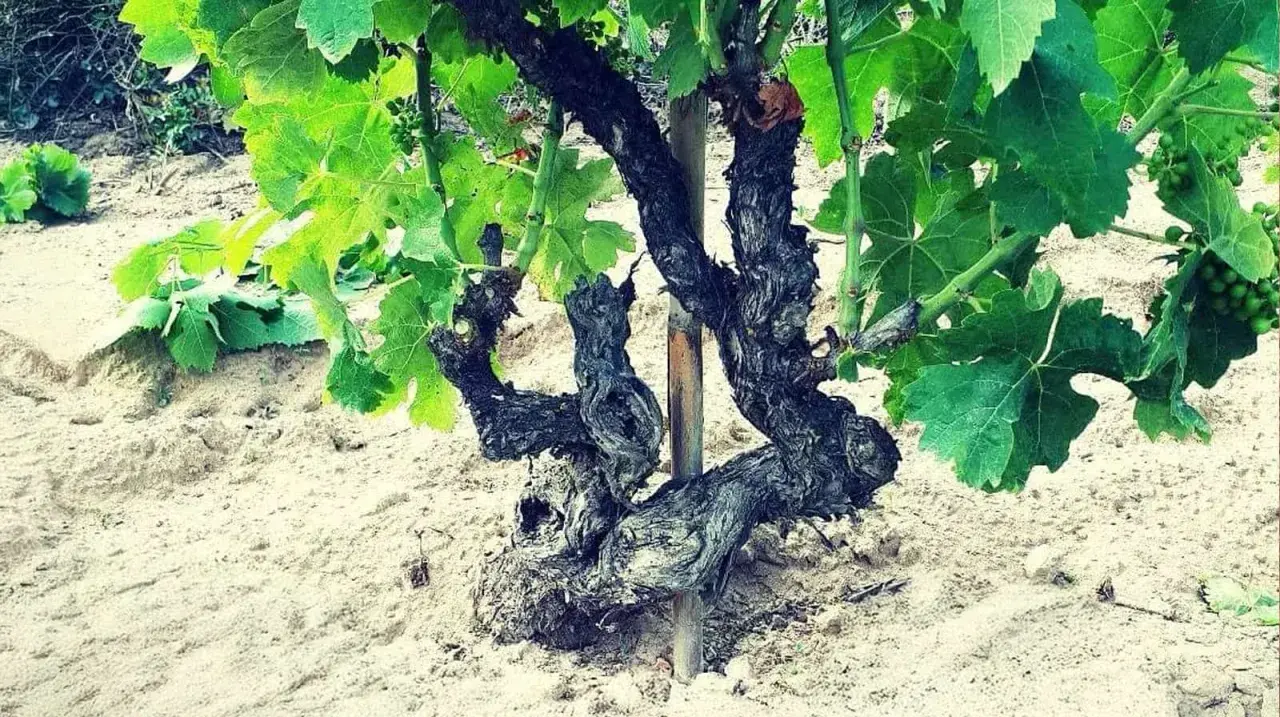 Un antico piede franco di vite, con tronco contorto e foglie verdi rigogliose, emerge da un terreno sabbioso.