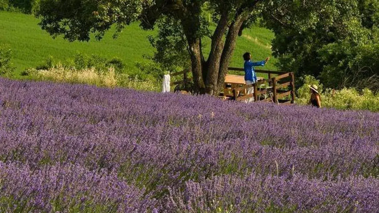 Un campo di lavanda profumata, con due persone che ammirano il panorama. Un luogo di fortunago e serenità.