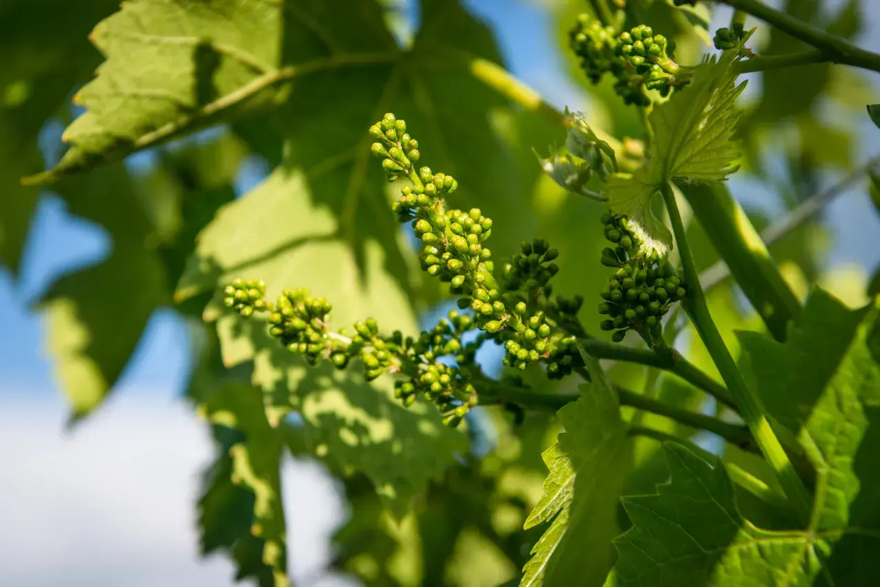 Grappoli di piccoli acini verdi, promettendo future vendemmie. Le foglie della vite creano ombre danzanti, mostrando le fasi fenologiche della vite.