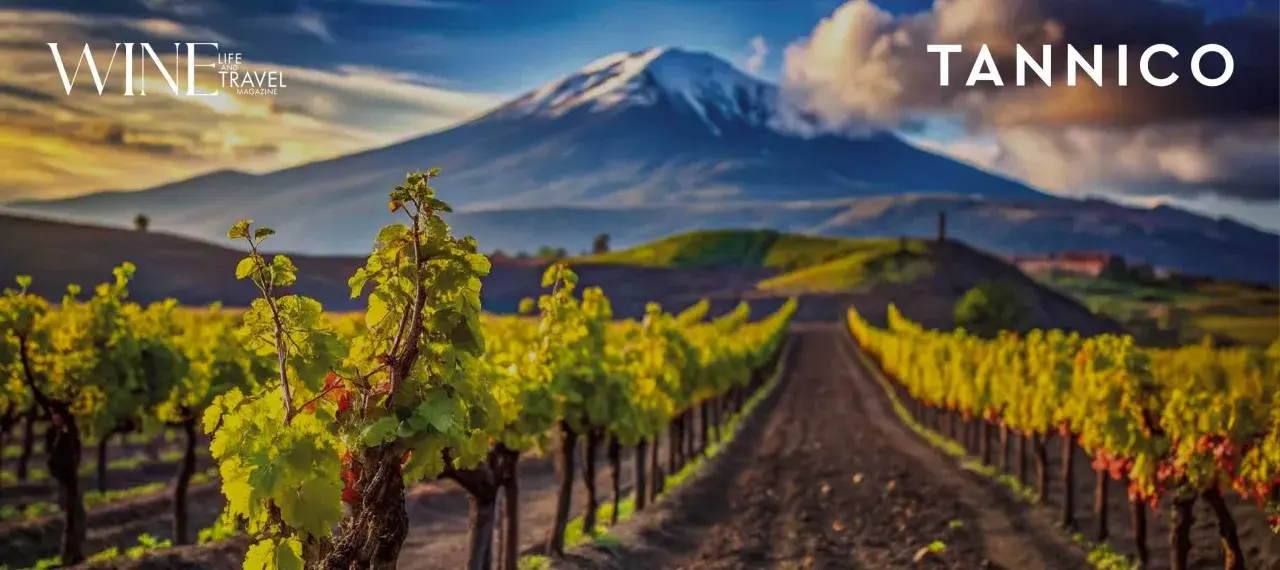 Vigneti rigogliosi ai piedi dell'Etna, un paesaggio iconico per i vini Sicilia. Tannico.