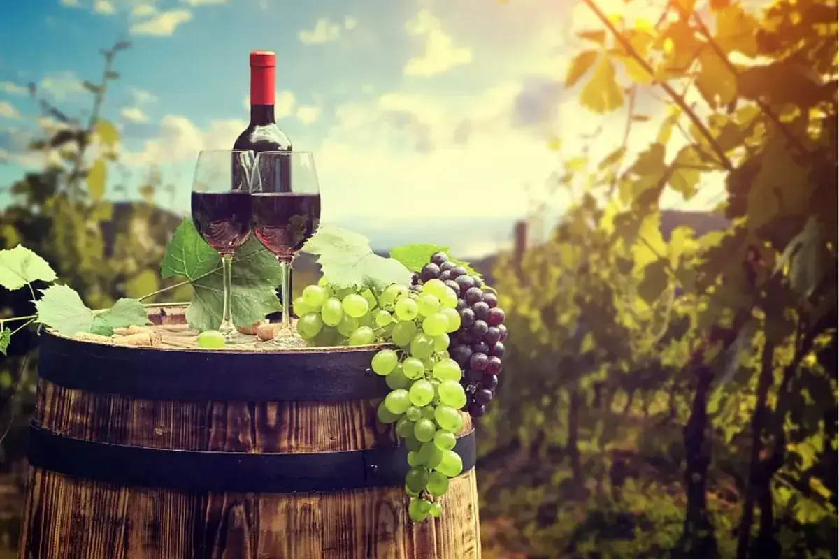 Botti di legno, bicchieri di vino rosso e grappoli di uva rara, bianca e nera, in un vigneto al tramonto.
