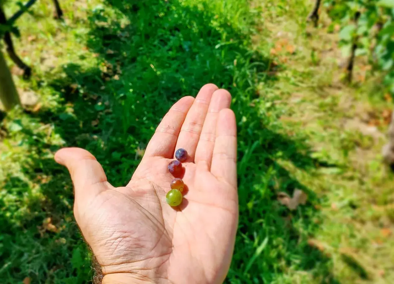 Hand holding four small grapes of different colors against a blurred green background.