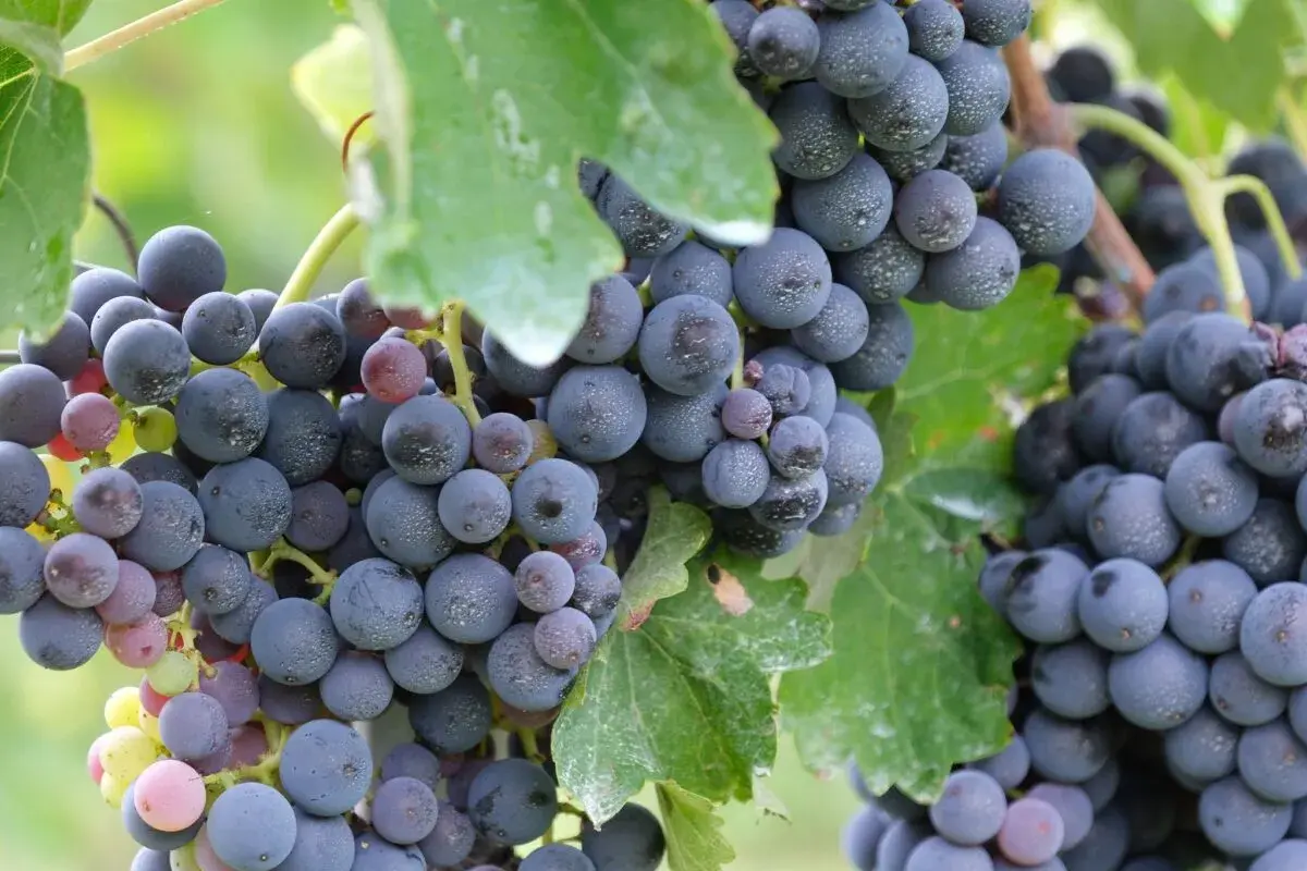 Grappoli d'uva scura, con sfumature violacee e rosate, mostrano la piena maturazione fenolica. Le bacche sono ricoperte da una leggera pruina, segno di freschezza.