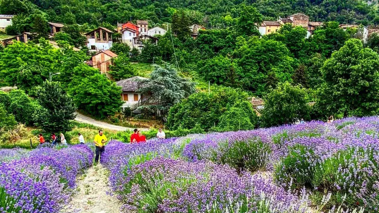 Un campo di fortunago lavanda viola si estende su una collina verdeggiante, con case sparse e alberi rigogliosi sullo sfondo.