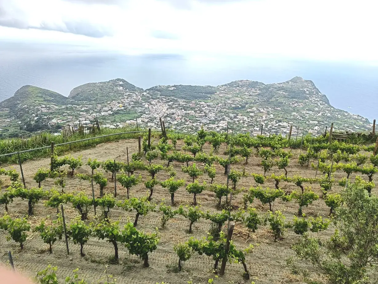 Vigneti rigogliosi con vista sul mare e su un villaggio costiero, un paesaggio che evoca i sapori dei vini Campania.