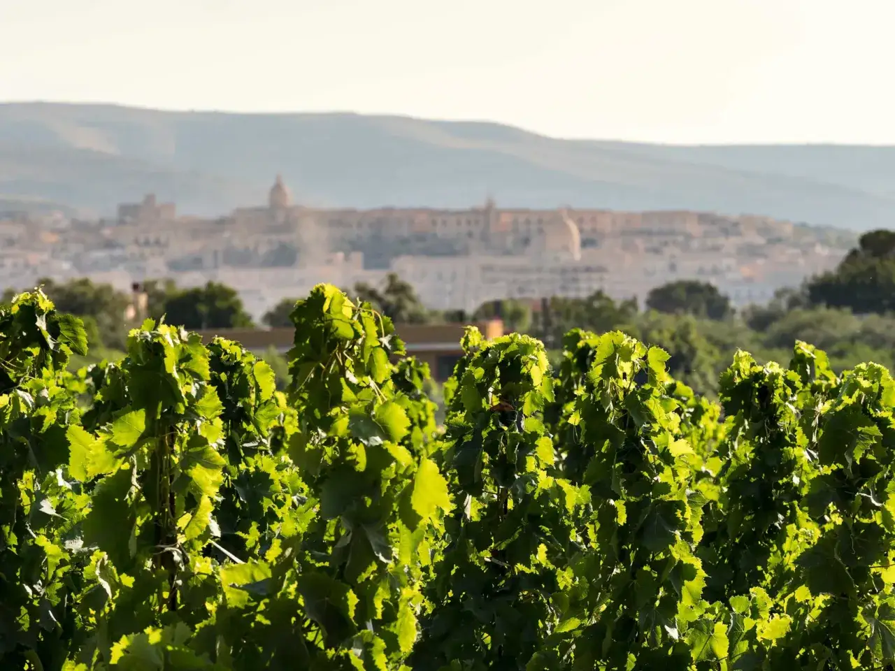 Vigneti rigogliosi in primo piano, con una città siciliana sullo sfondo. L'immagine evoca la bellezza dei vini Sicilia.