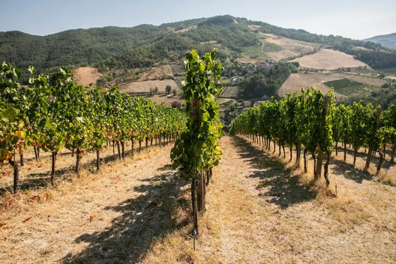 Filari di pinot nero su un pendio collinare, con un villaggio in lontananza sotto un cielo azzurro.