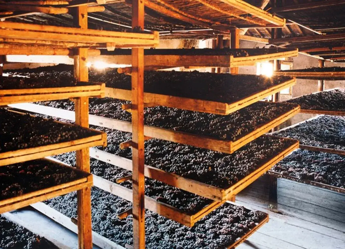 Uve appassite su graticci di legno, pronte per diventare un pregiato recioto vino.