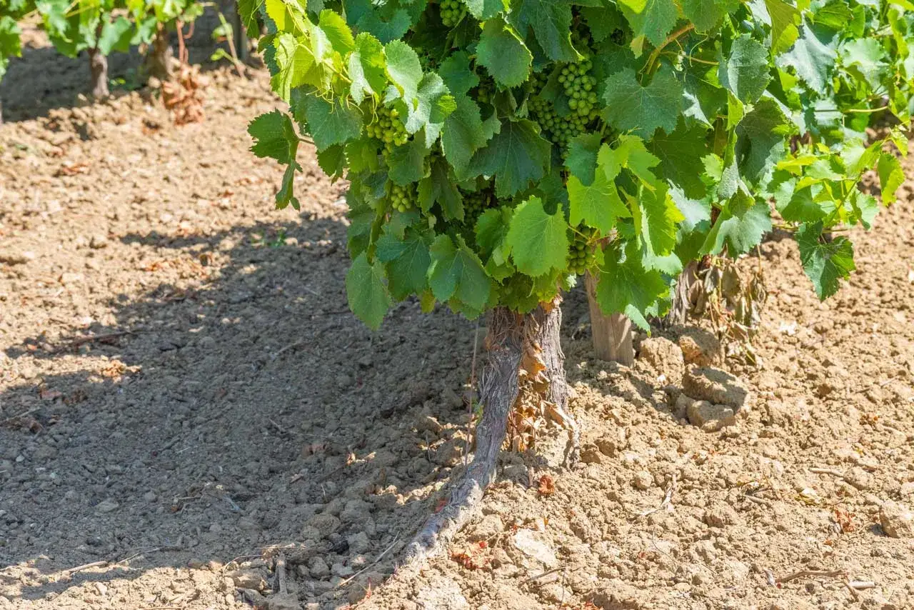 Un giovane vitigno con grappoli verdi e un robusto piede franco che affonda nel terreno arido.