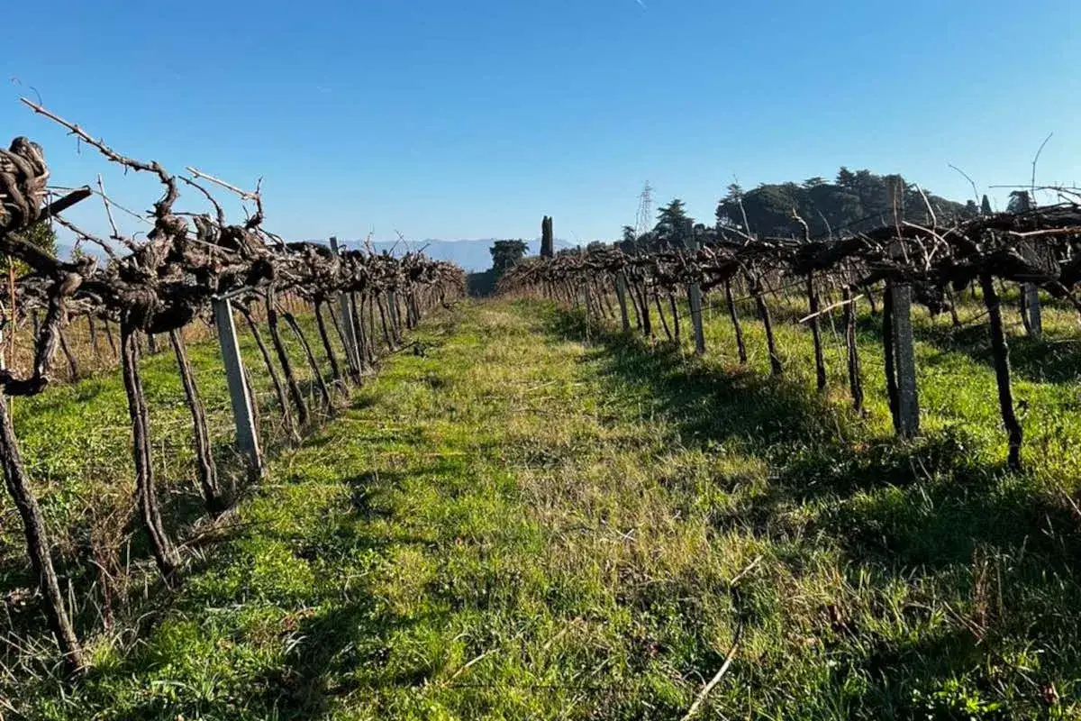 Filari di viti potate, in attesa della primavera, promettono futuri vini romani.