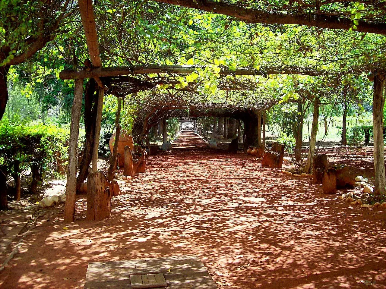 Un sentiero ombreggiato sotto una vite a pergola semplice, con tronchi di legno grezzo e sedute rustiche.