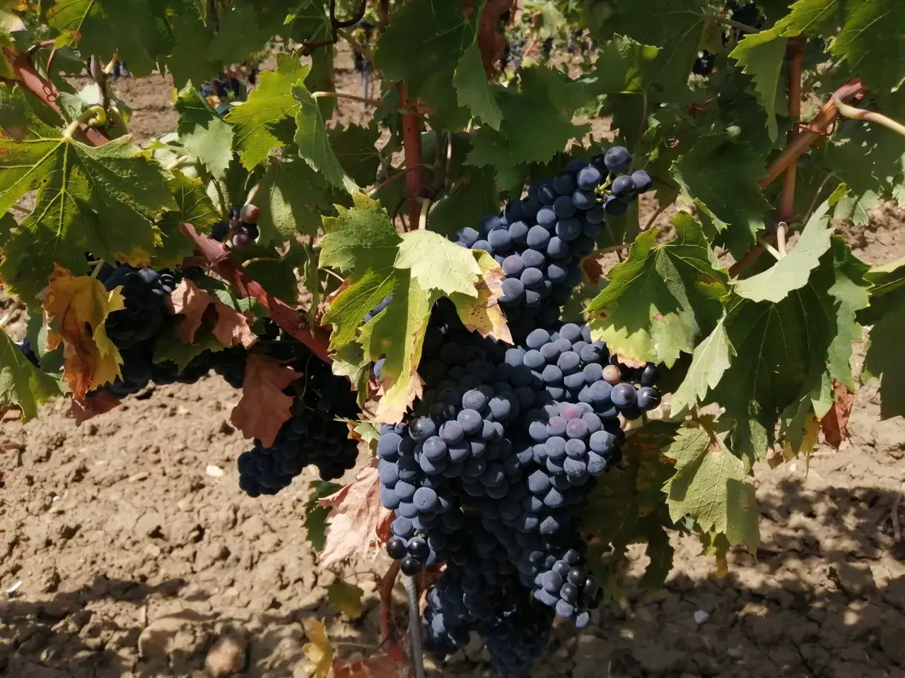 Grappoli di uva scura, con foglie verdi e secche, su un terreno arido. Le caratteristiche del catarratto si rivelano in questa vigna.