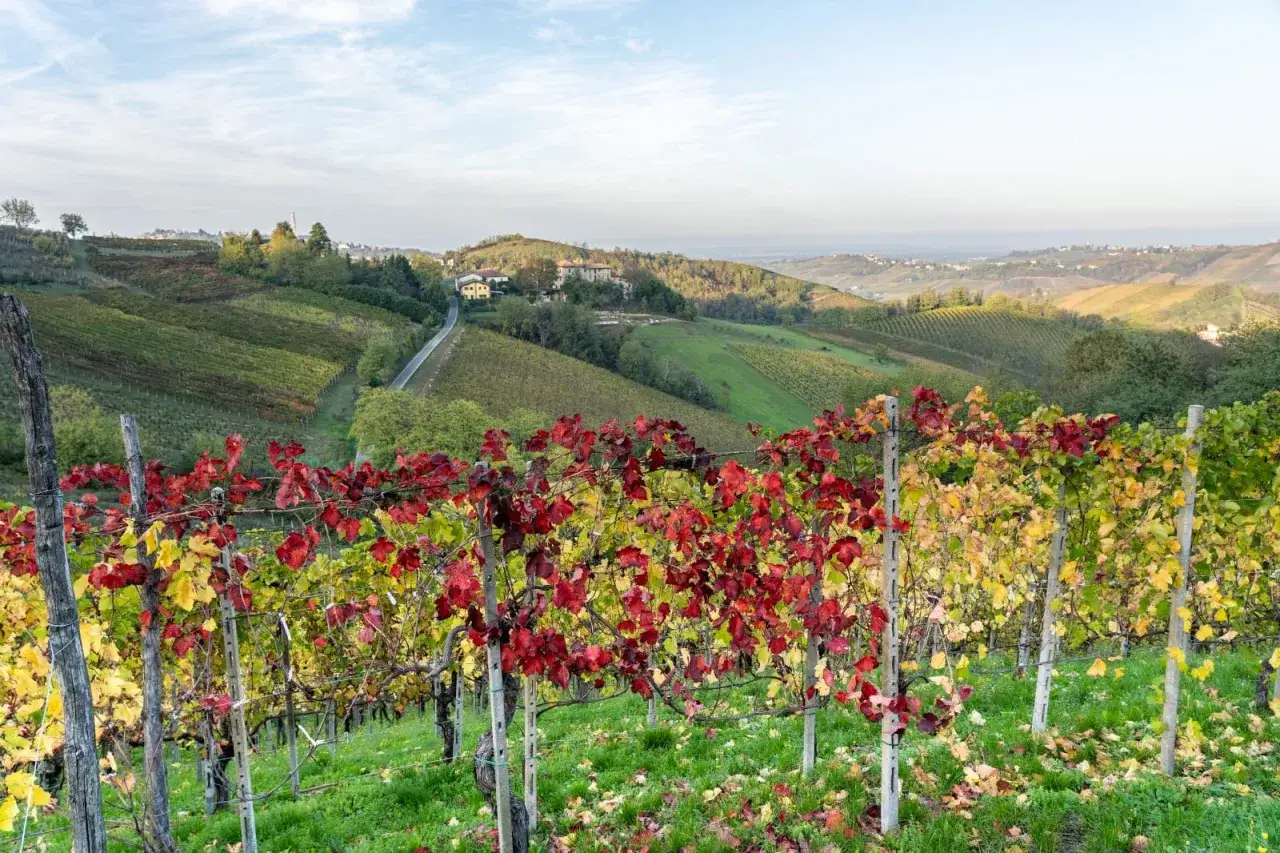 Vigneti di Canneto Pavese in autunno, con foglie rosse e gialle che adornano i filari. Dolci colline ondulate e un cielo azzurro completano il paesaggio.