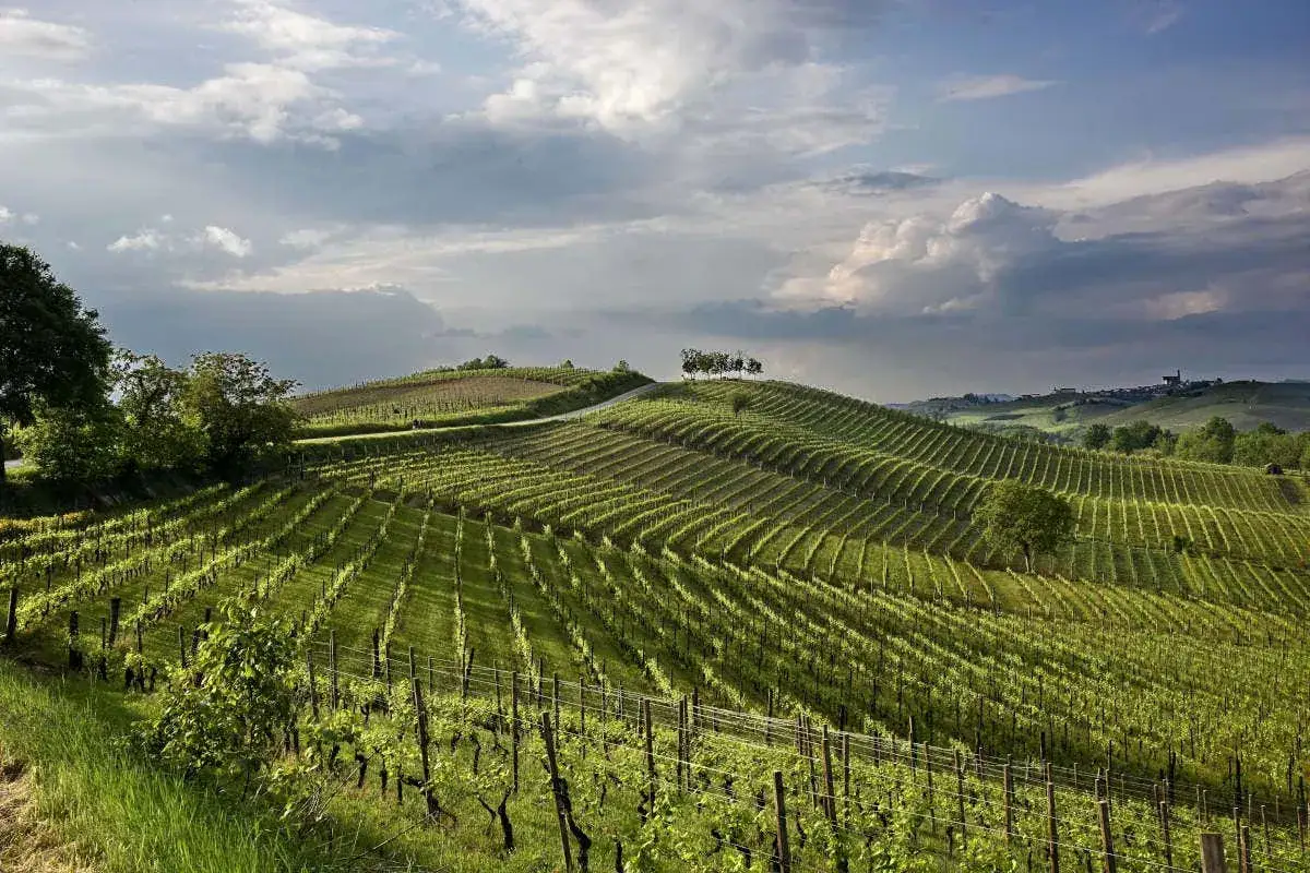 Colline ondulate ricoperte da rigogliosi vigneti, che ricordano le ruche di castagnole sotto un cielo drammatico.