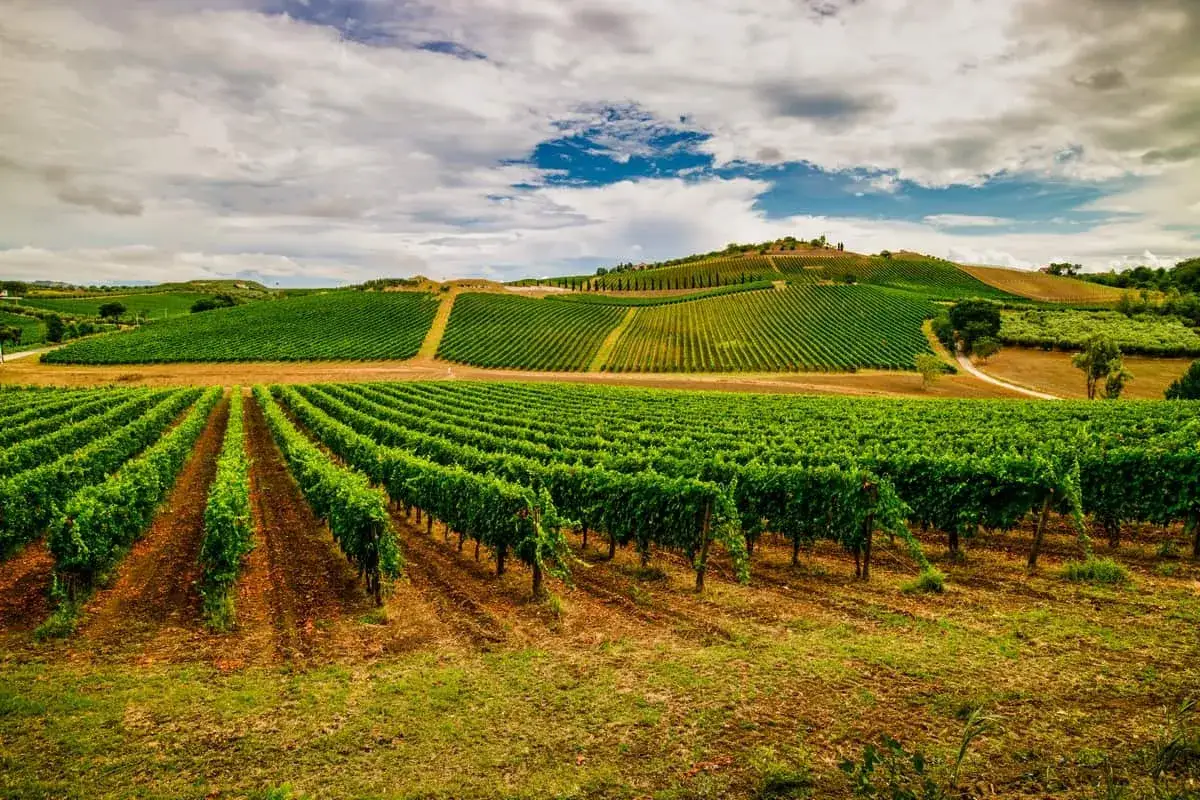 Colline ondulate ricoperte da rigogliosi filari di vitigno Montepulciano, sotto un cielo nuvoloso.