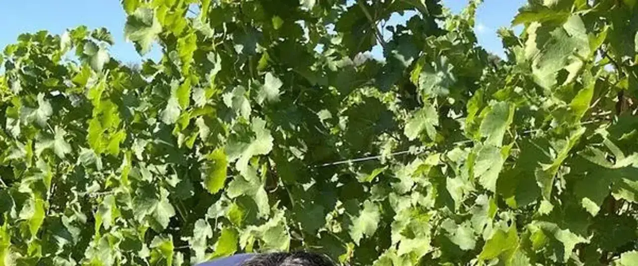 Vigneto rigoglioso, con foglie verdi e un cielo azzurro. Le caratteristiche del Sauvignon si percepiscono nell'aria fresca e vibrante.
