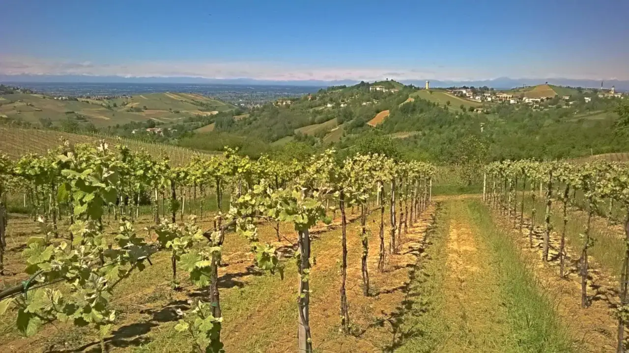 Vigneti rigogliosi sotto un cielo azzurro, promettono la barbera migliore. Colline verdi e un borgo in lontananza.