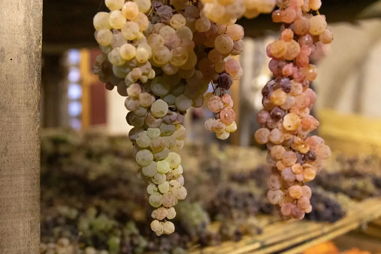 Grappoli d'uva dorata e rosata, appassiti dal sole, pronti per la vendemmia tardiva.