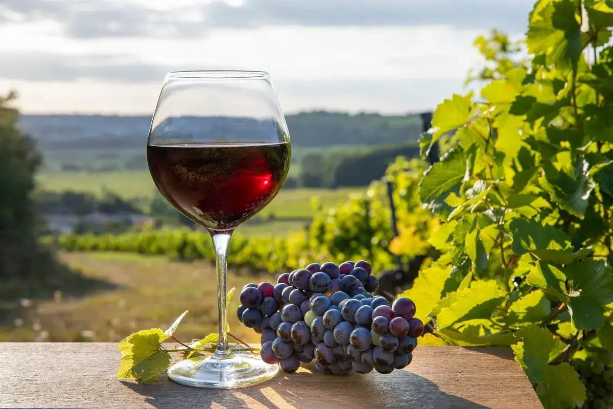 Un bicchiere di vino rosso, dal colore intenso del pinot nero, accanto a un grappolo d'uva su un tavolo di legno, con vigneti sullo sfondo.