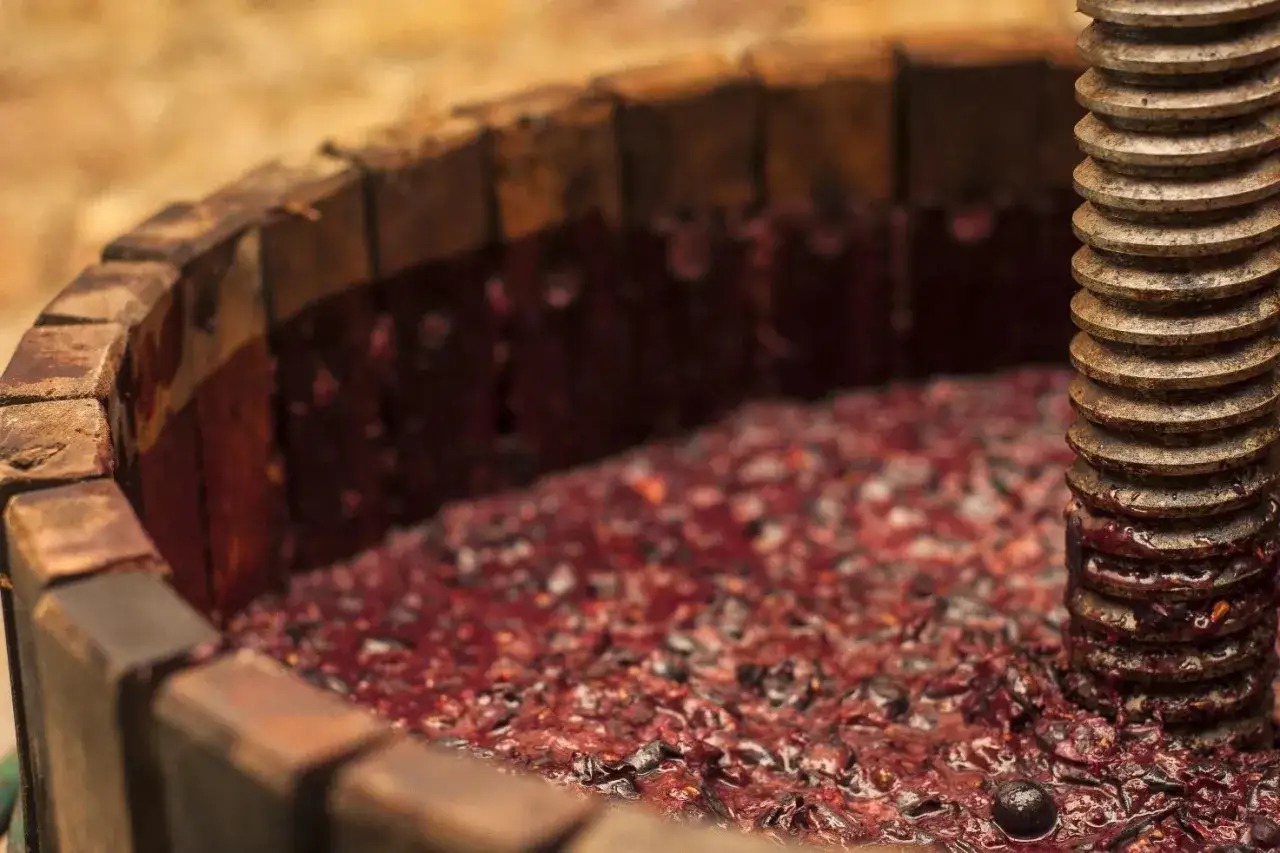 La vinificazione in rosso: pigiatura delle uve in un torchio di legno, con mosto e vinacce che riempiono il tino.