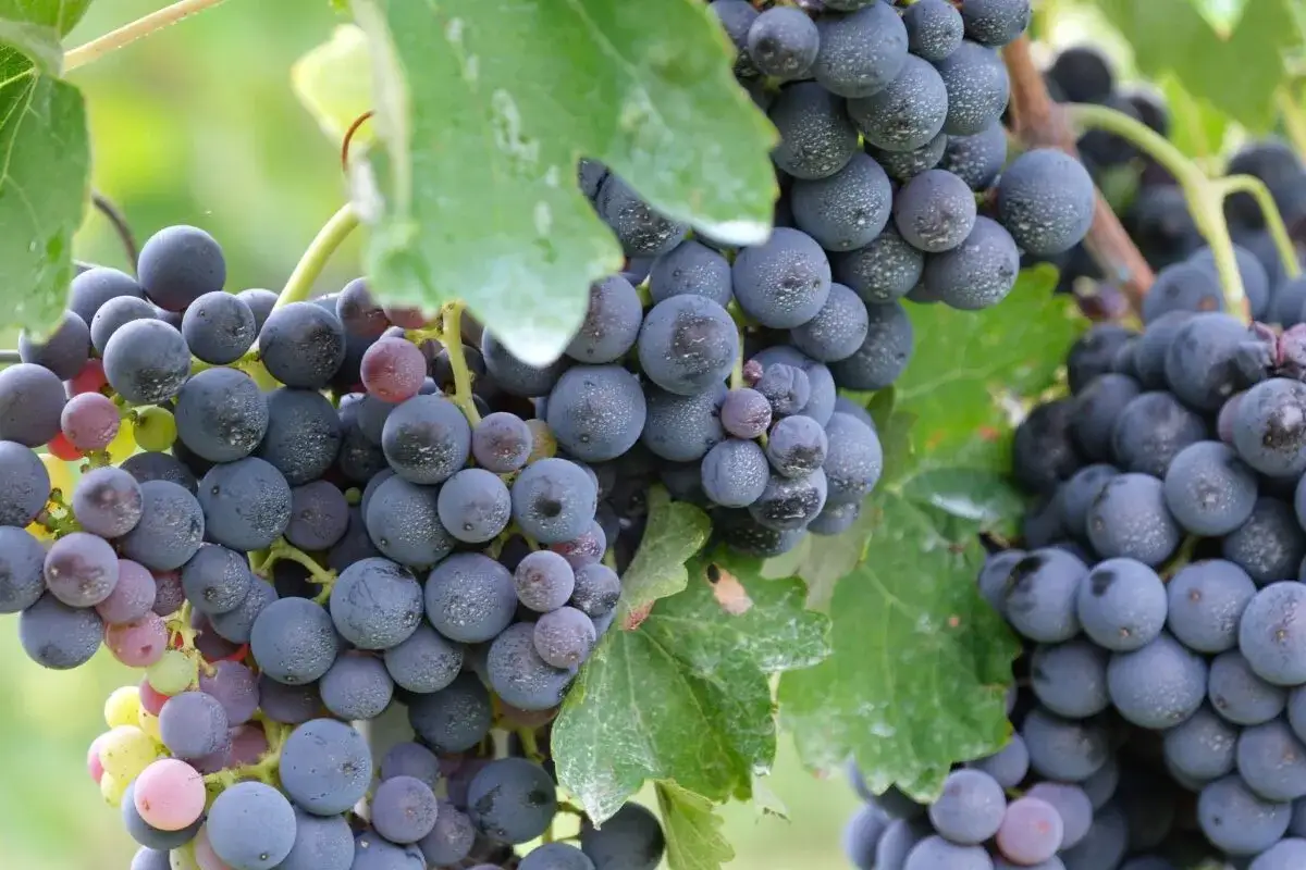 Grappoli d'uva scura, con sfumature violacee e rosse, mostrano la piena maturazione fenolica. Le bacche sono ricoperte da una leggera patina biancastra.