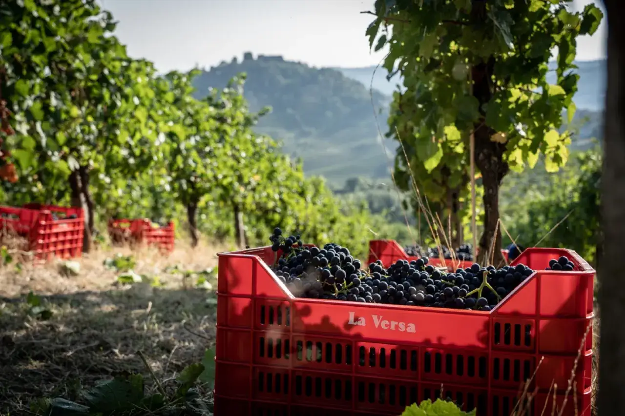 Vendemmia in vigna: cassette piene d'uva nera, un passo per chi vuole diventare enologo e creare vini eccellenti.